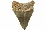 Serrated, Fossil Megalodon Tooth - North Carolina #235441-1